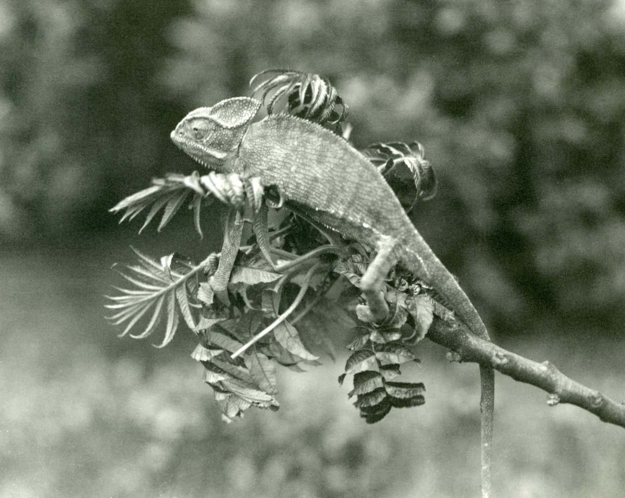 Un caméléon voilé ou du Yémen au bout d