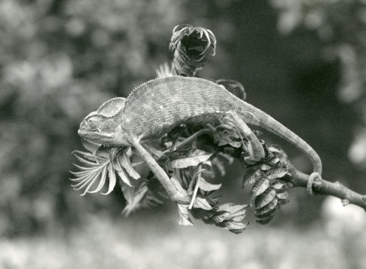 Un caméléon voilé ou du Yémen tient le bout d
