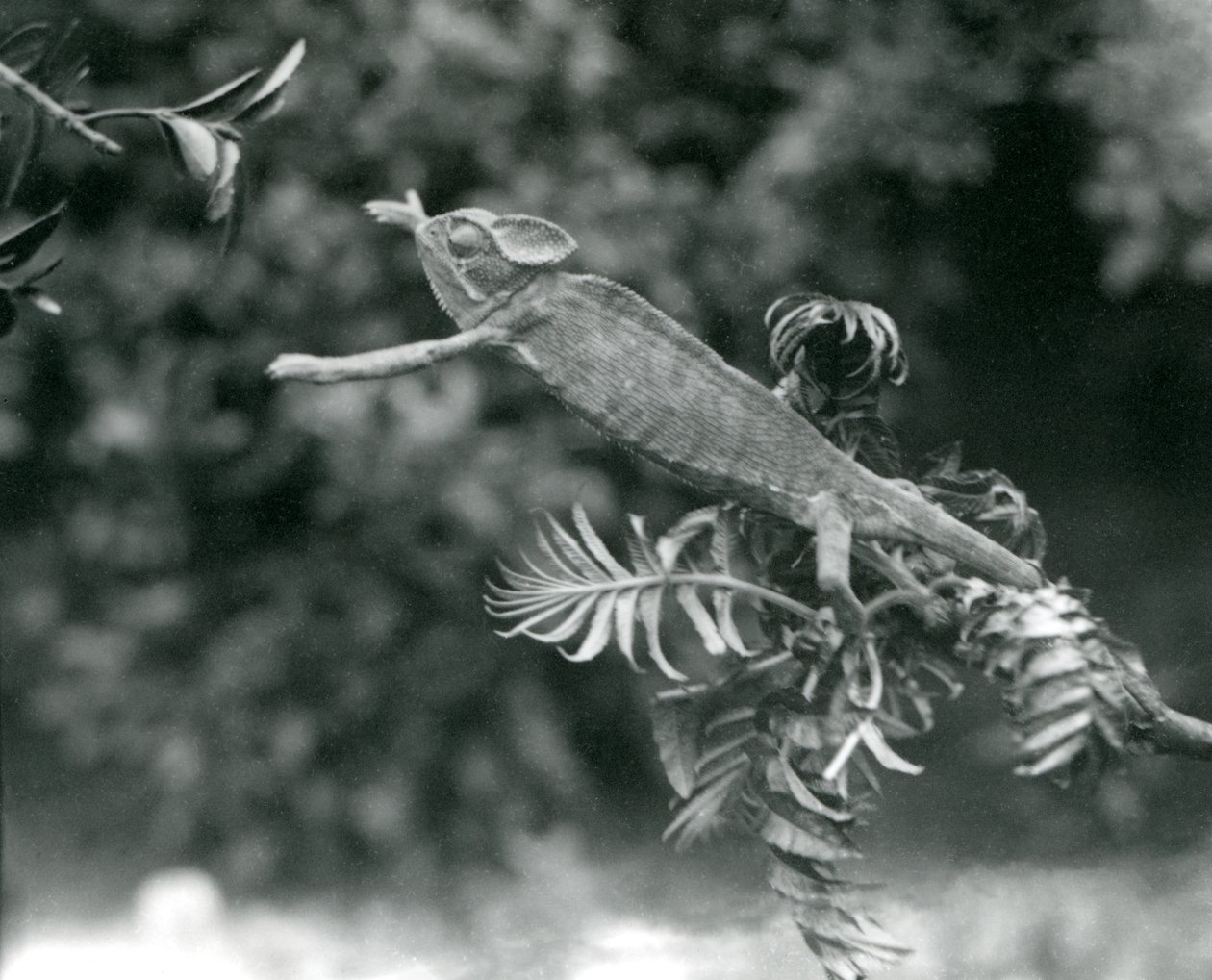 Un caméléon voilé ou du Yémen sur une branche feuillue tendant vers une autre, Zoo de Londres, juin 1924 - Frederick William Bond