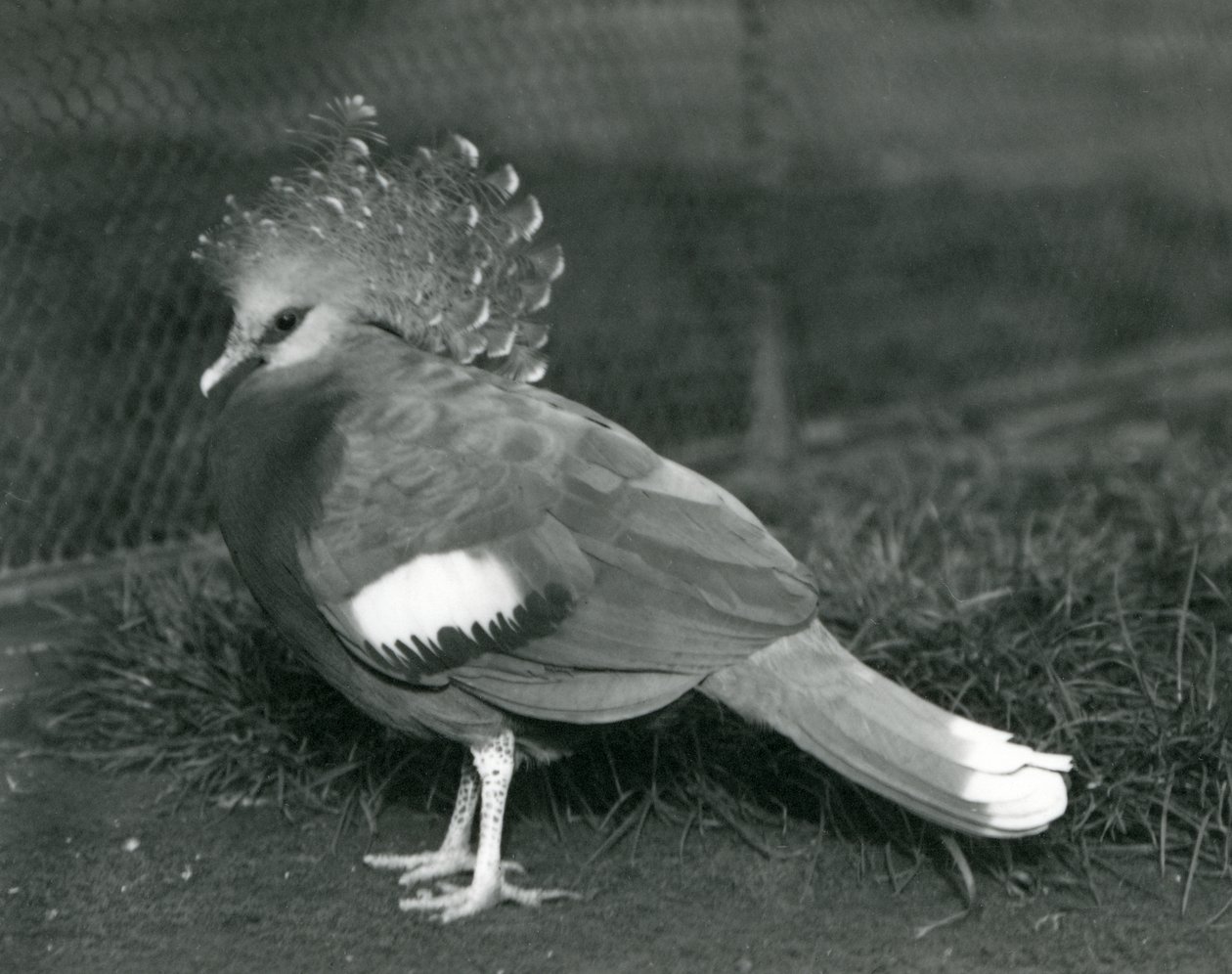 Un pigeon couronné de Victoria debout sur le sol au zoo de Londres en septembre 1927 - Frederick William Bond