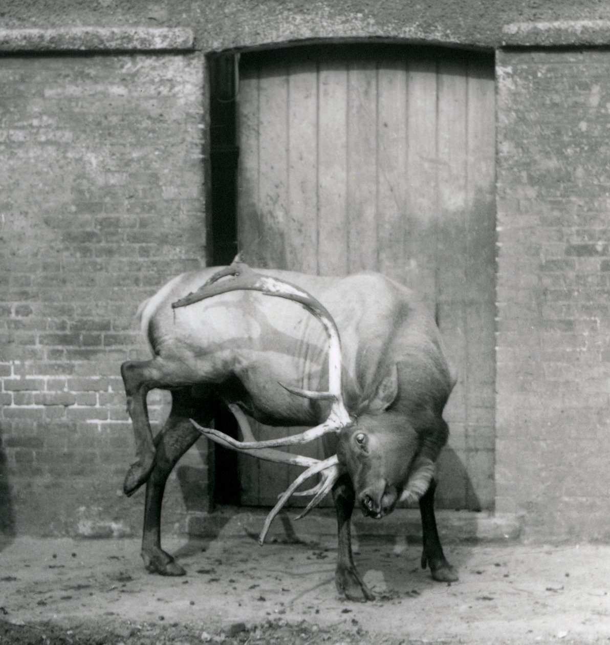 Un wapiti mâle debout dans son enclos au Zoo de Londres en septembre 1927 - Frederick William Bond