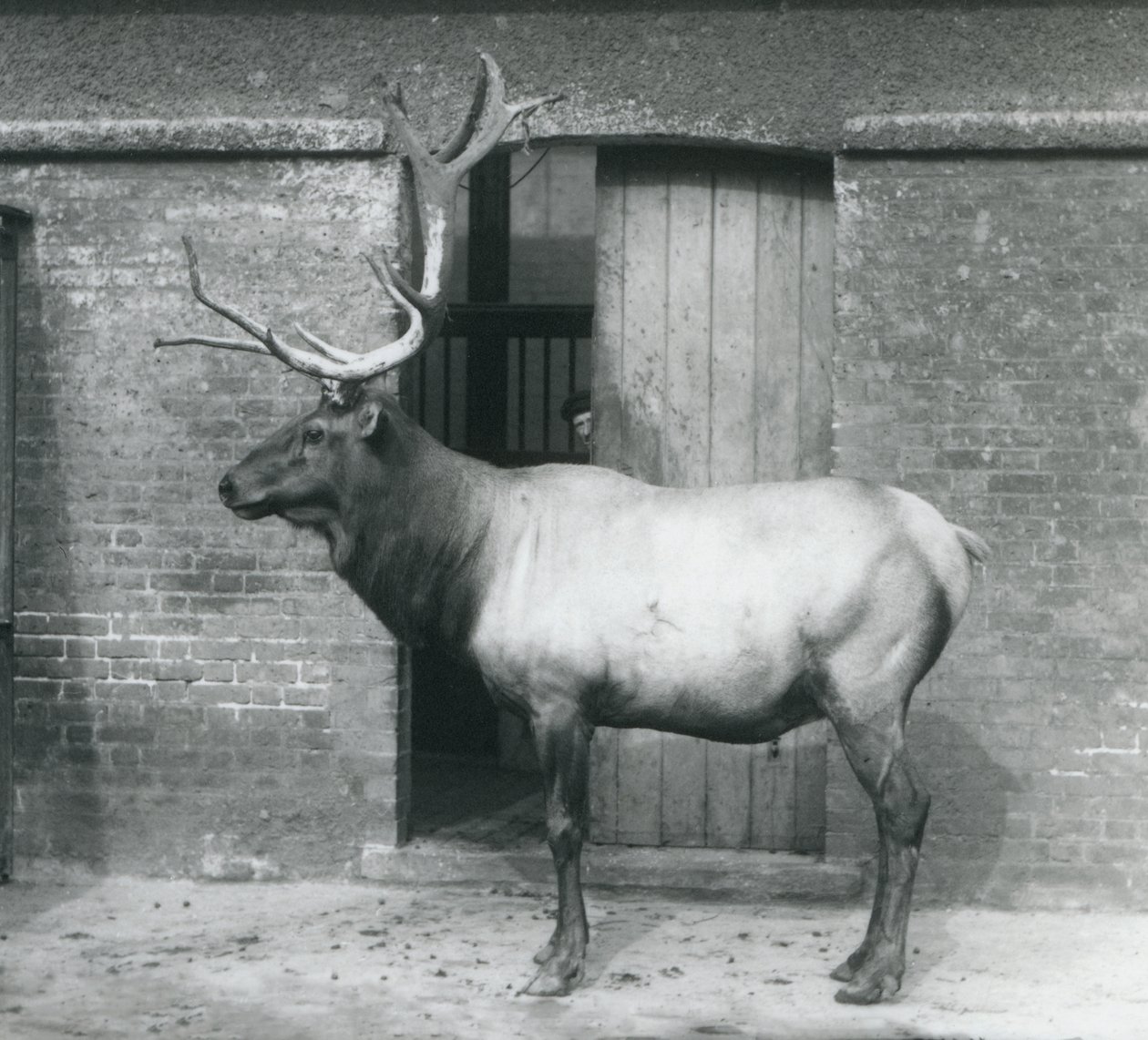 Un wapiti debout dans son enclos au Zoo de Londres en septembre 1927 - Frederick William Bond