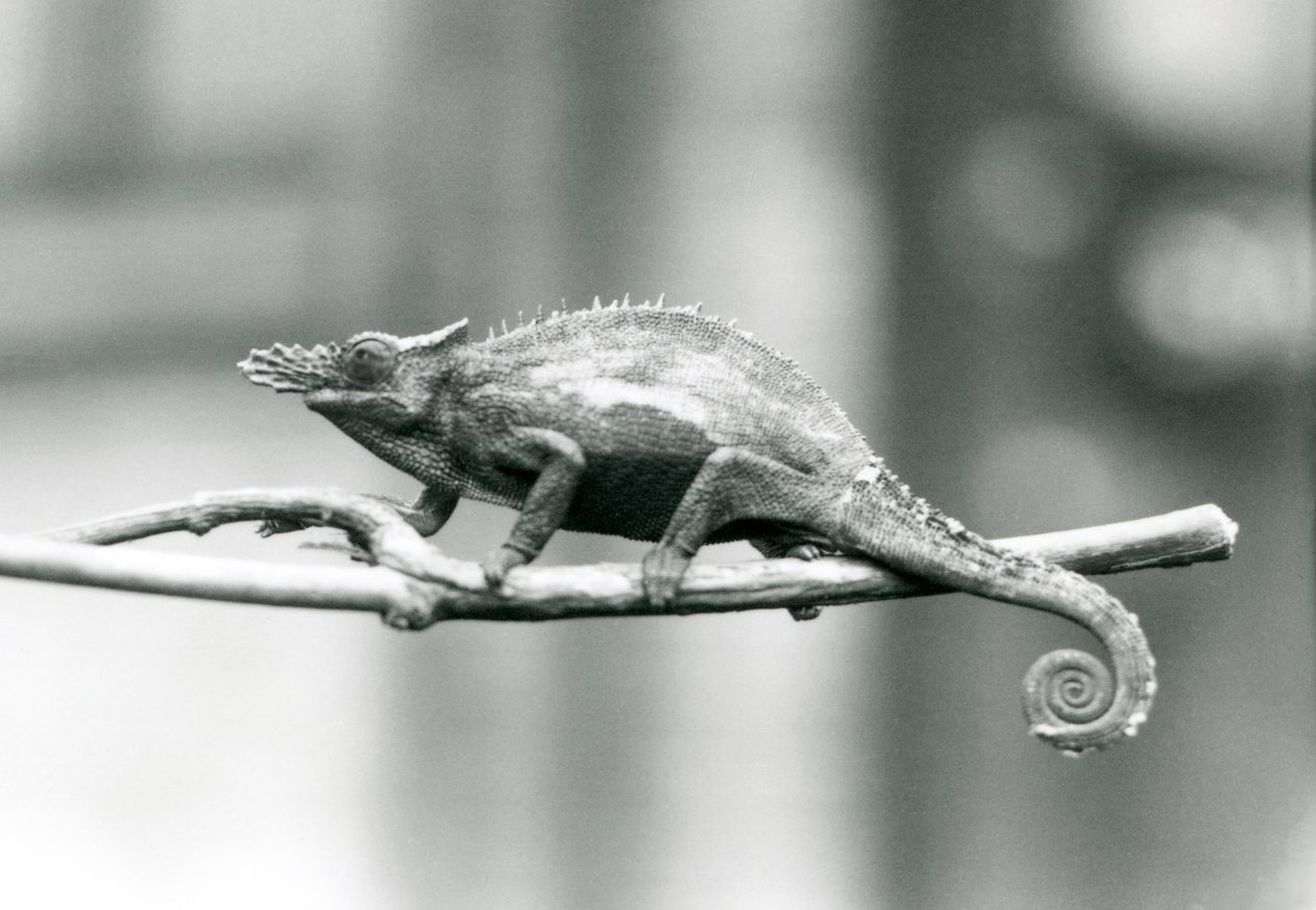 Un caméléon à deux cornes d
