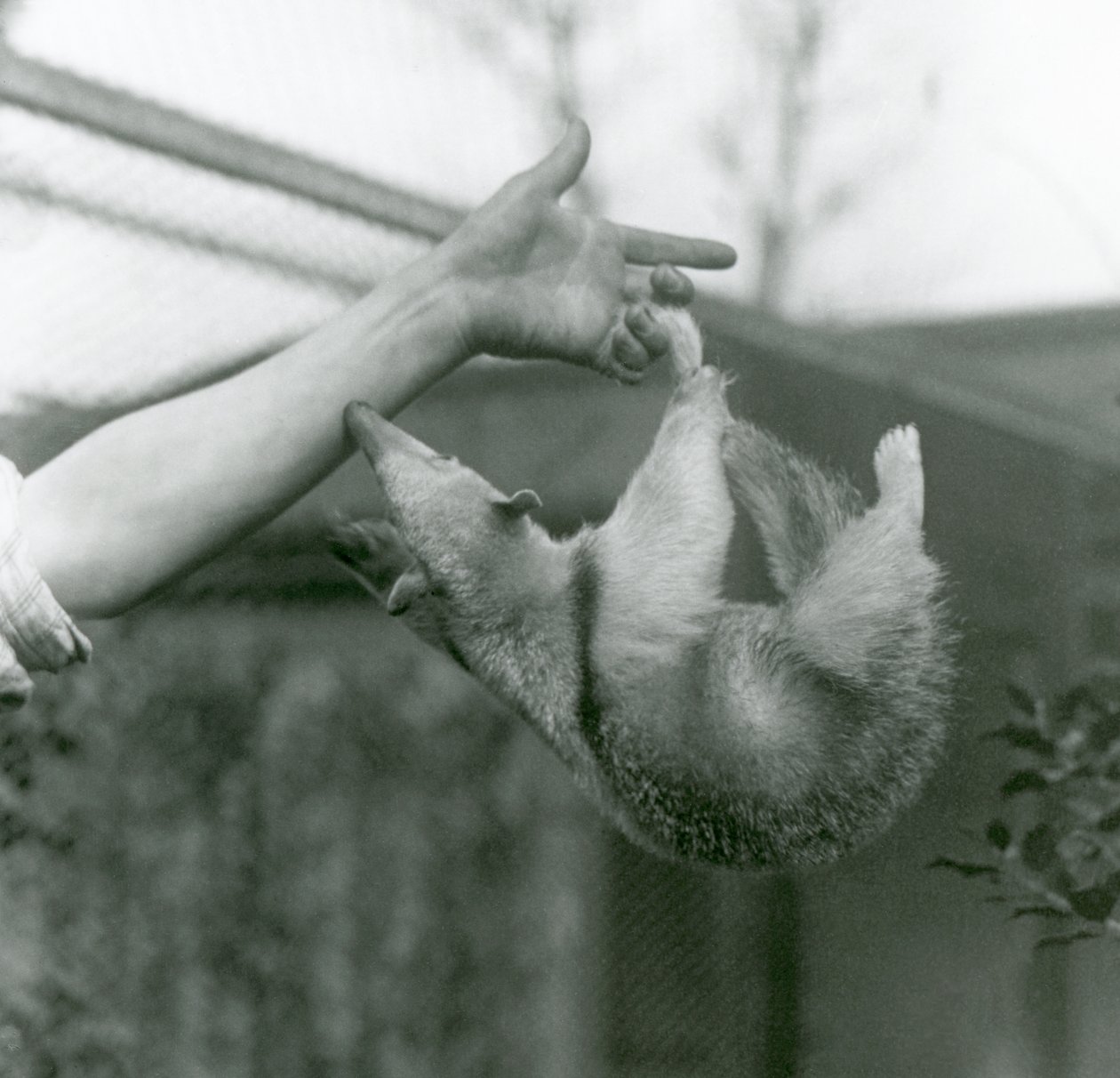 Un jeune tamandua à collier accroché aux doigts de son gardien avec sa queue préhensile alors qu