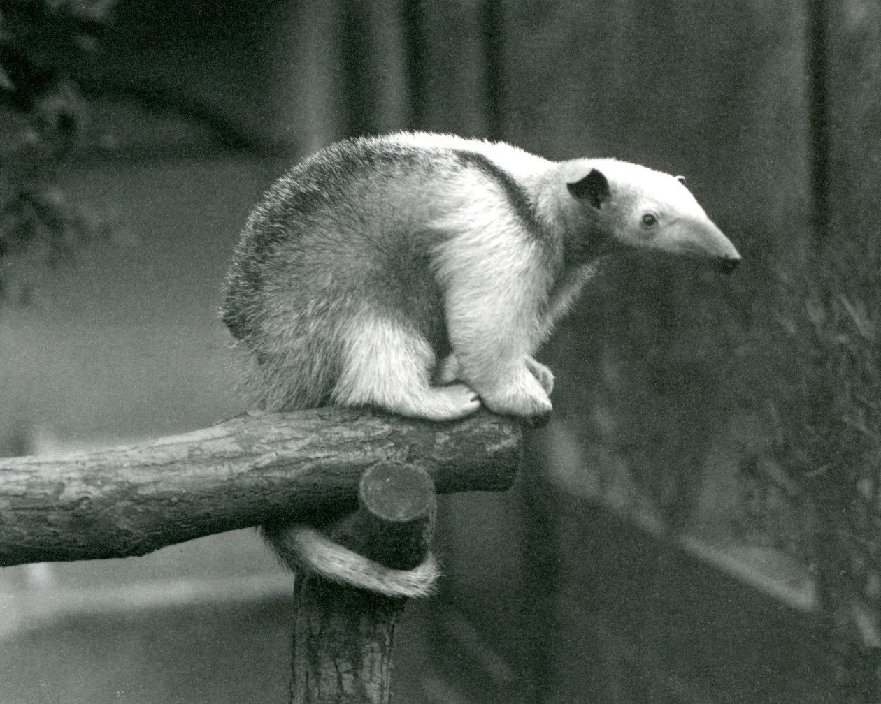 Un jeune tamandua à collier assis au bout d