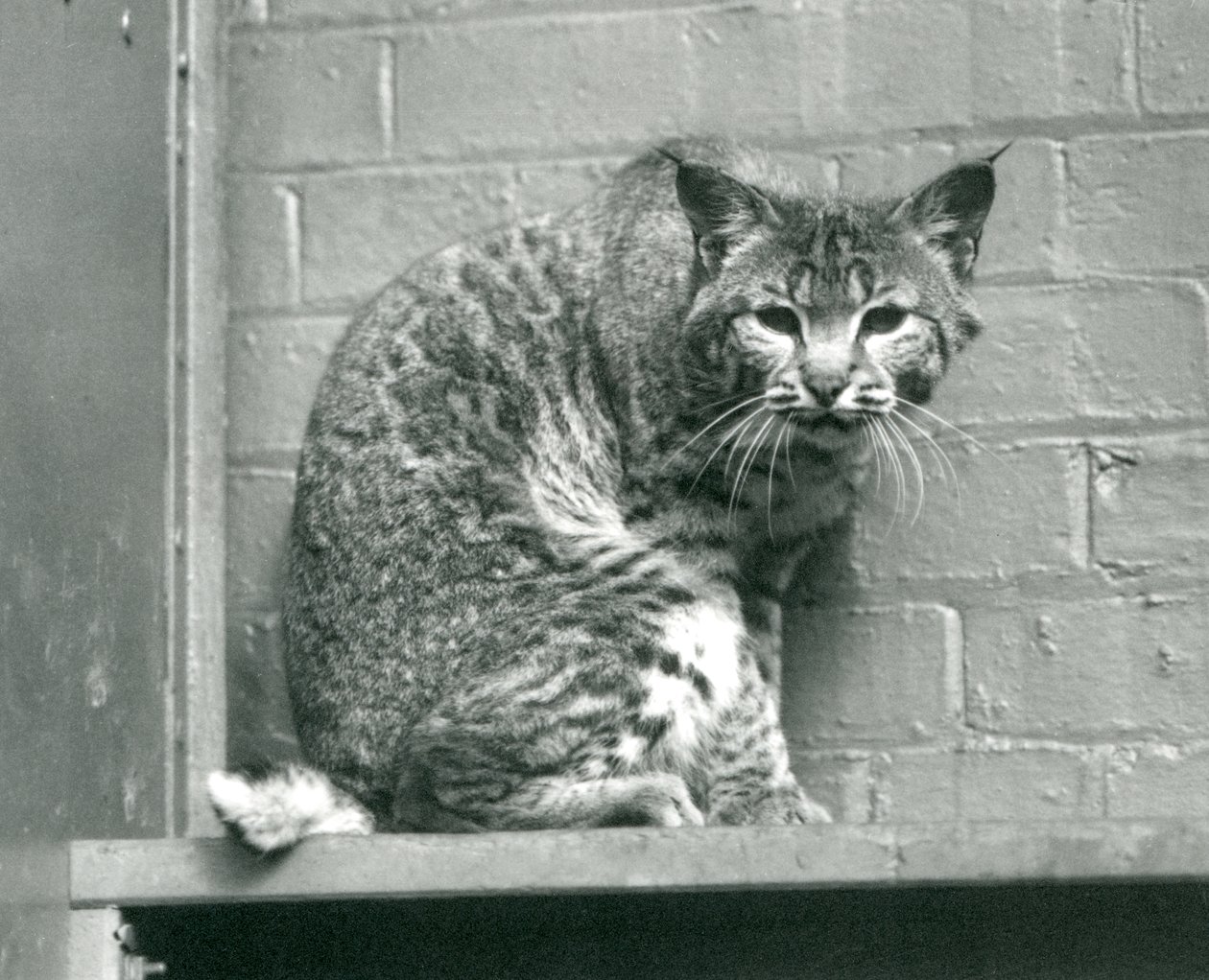 Un lynx roux regardant vers le bas depuis une corniche, dans son enclos, Zoo de Londres, mars 1925 - Frederick William Bond
