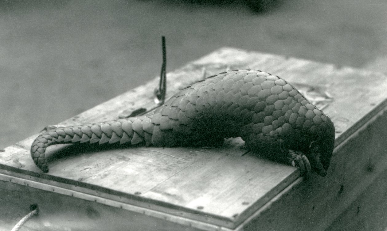 Un pangolin chinois en danger critique d
