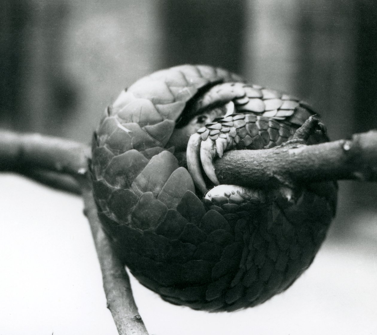 Un pangolin chinois en danger critique de disparition reposant, enroulé autour d