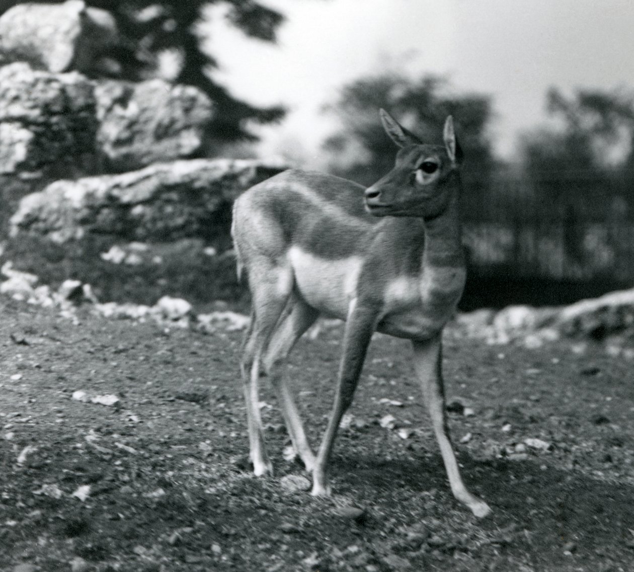 Un blackbuck femelle au zoo de Londres en 1924 - Frederick William Bond
