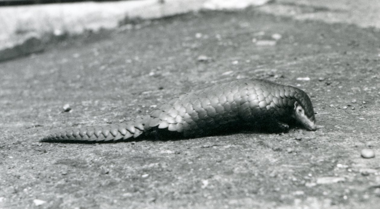 Une femelle pangolin chinois au zoo de Londres en août 1925 - Frederick William Bond