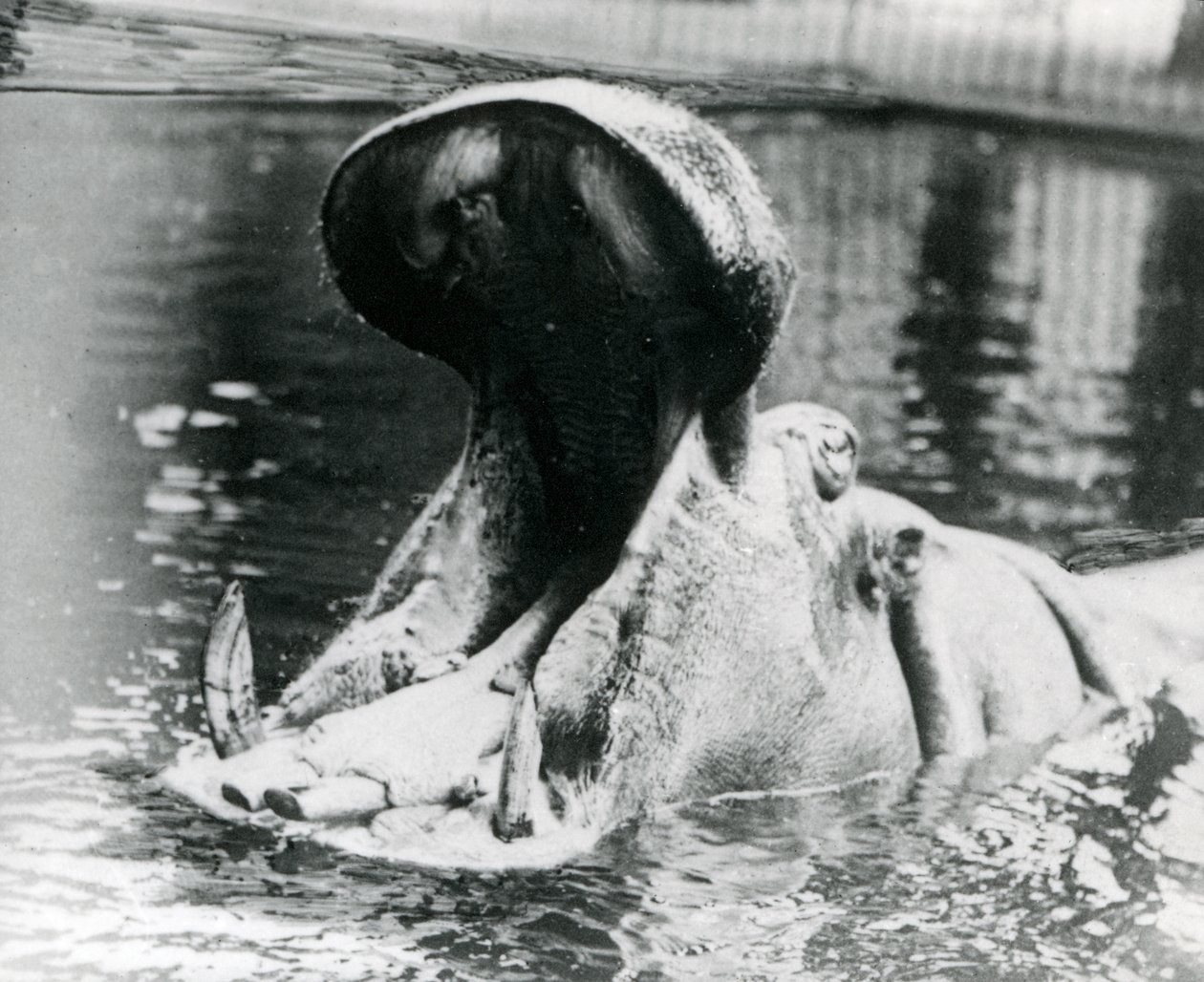 Une femelle hippopotame, 