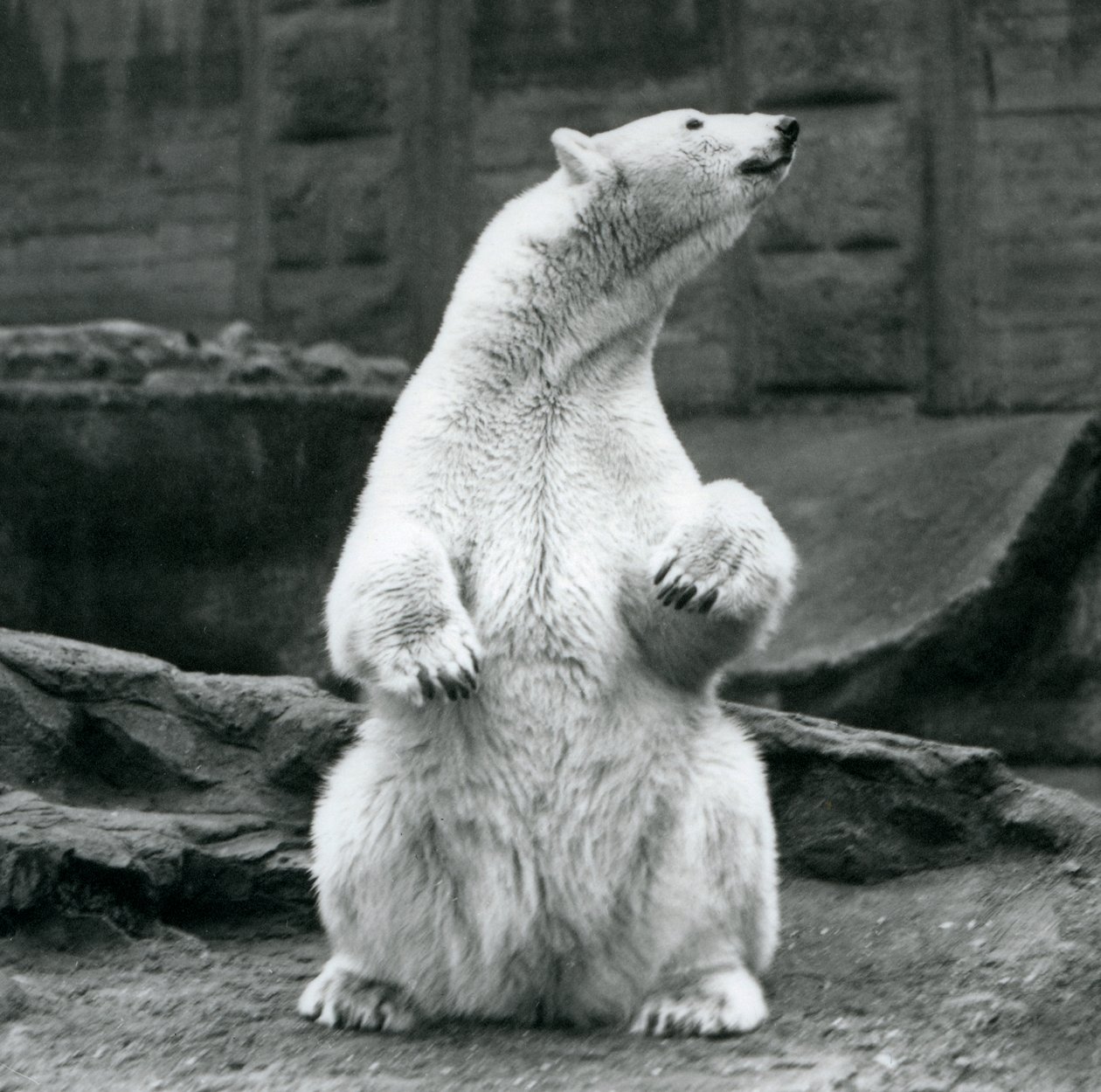 Une ourse polaire assise sur ses hanches sur les terrasses Mappin au zoo de Londres en septembre 1928 - Frederick William Bond