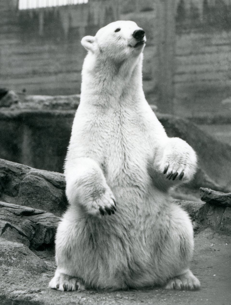 Une ourse polaire assise sur ses hanches sur les terrasses Mappin au zoo de Londres en septembre 1928 - Frederick William Bond