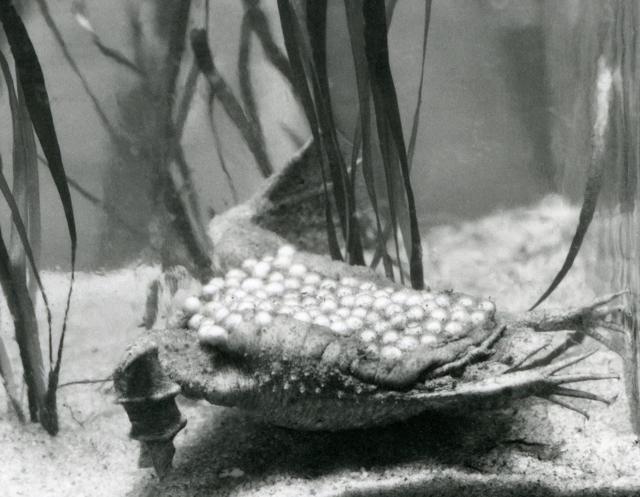 Une femelle crapaud de Surinam avec ses œufs incrustés dans la peau de son dos, Zoo de Londres - Frederick William Bond