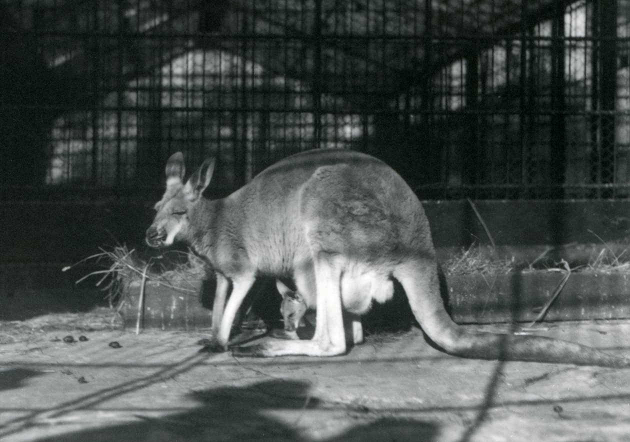 Une femelle kangourou rouge avec son petit dans sa poche, Zoo de Londres, 1922 - Frederick William Bond