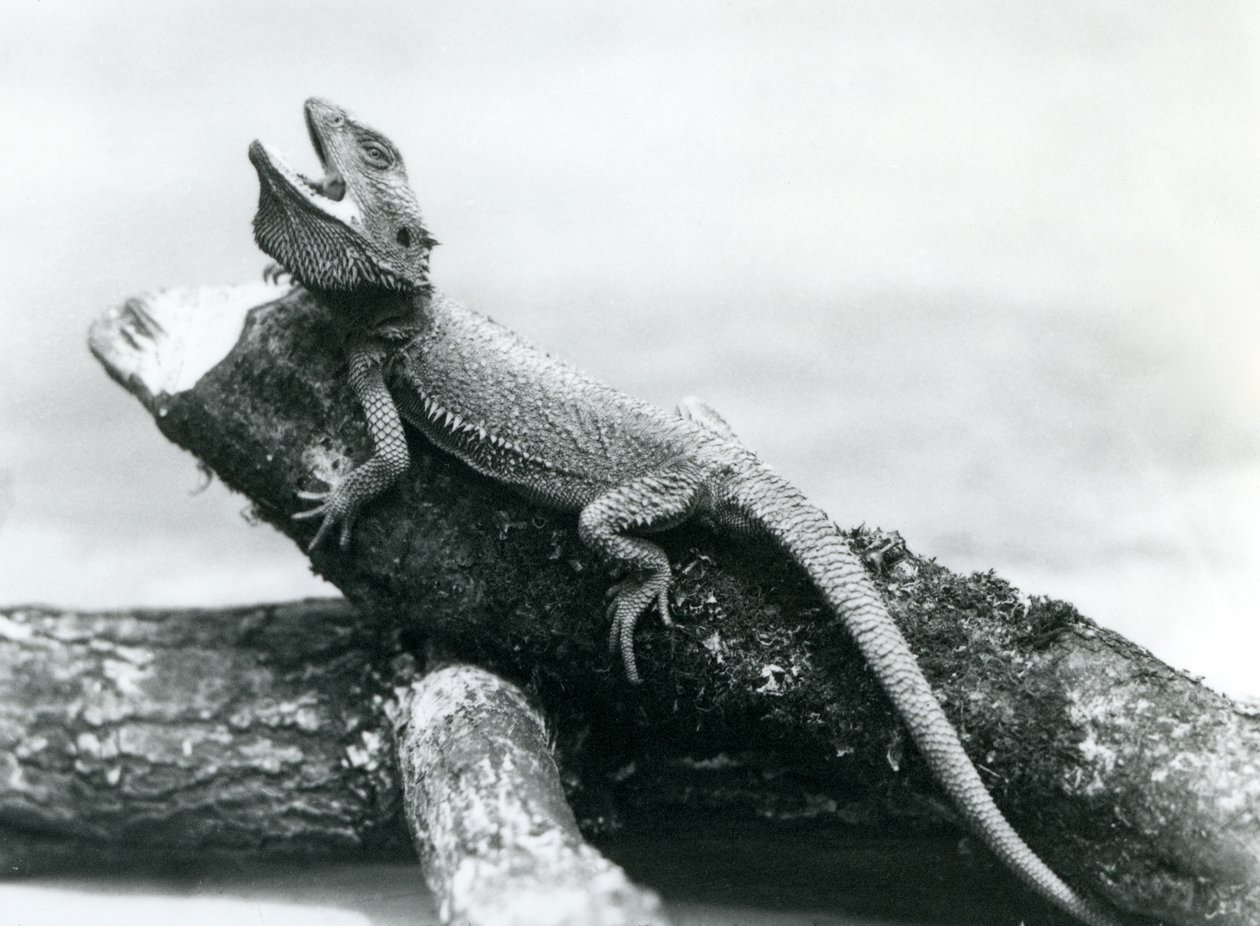 Un dragon barbu bâillant accroché à une bûche, zoo de Londres, août 1928 - Frederick William Bond