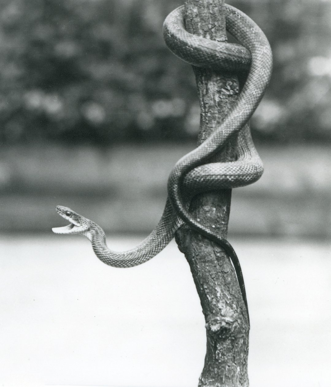 Un Serpent Ratier du Texas béant enroulé autour d