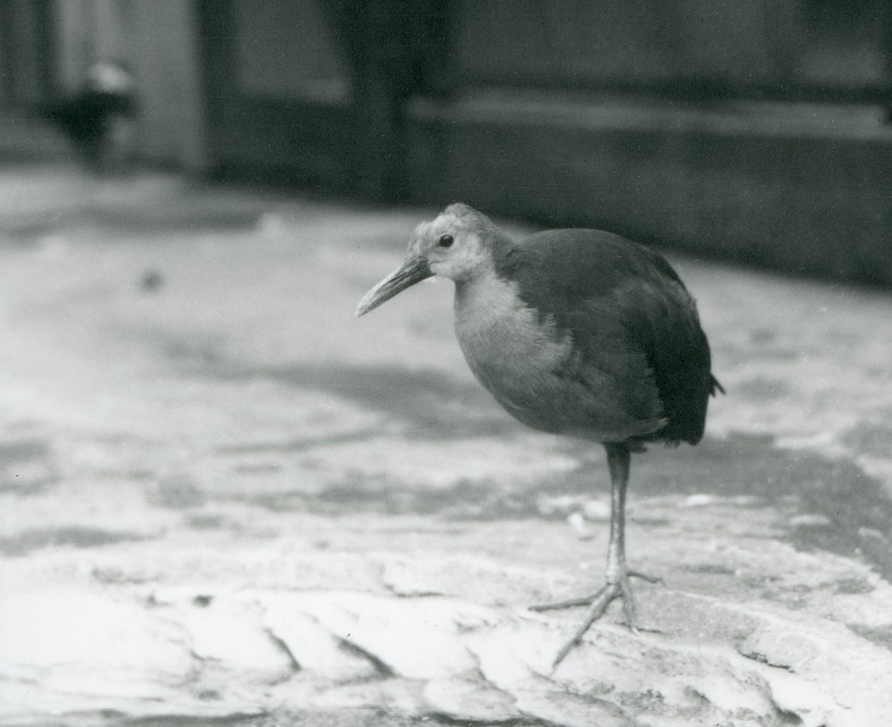 Un râle à cou gris ou râle à capuchon gris (Aramides cajaneus) debout sur une patte au zoo de Londres en septembre 1927 - Frederick William Bond