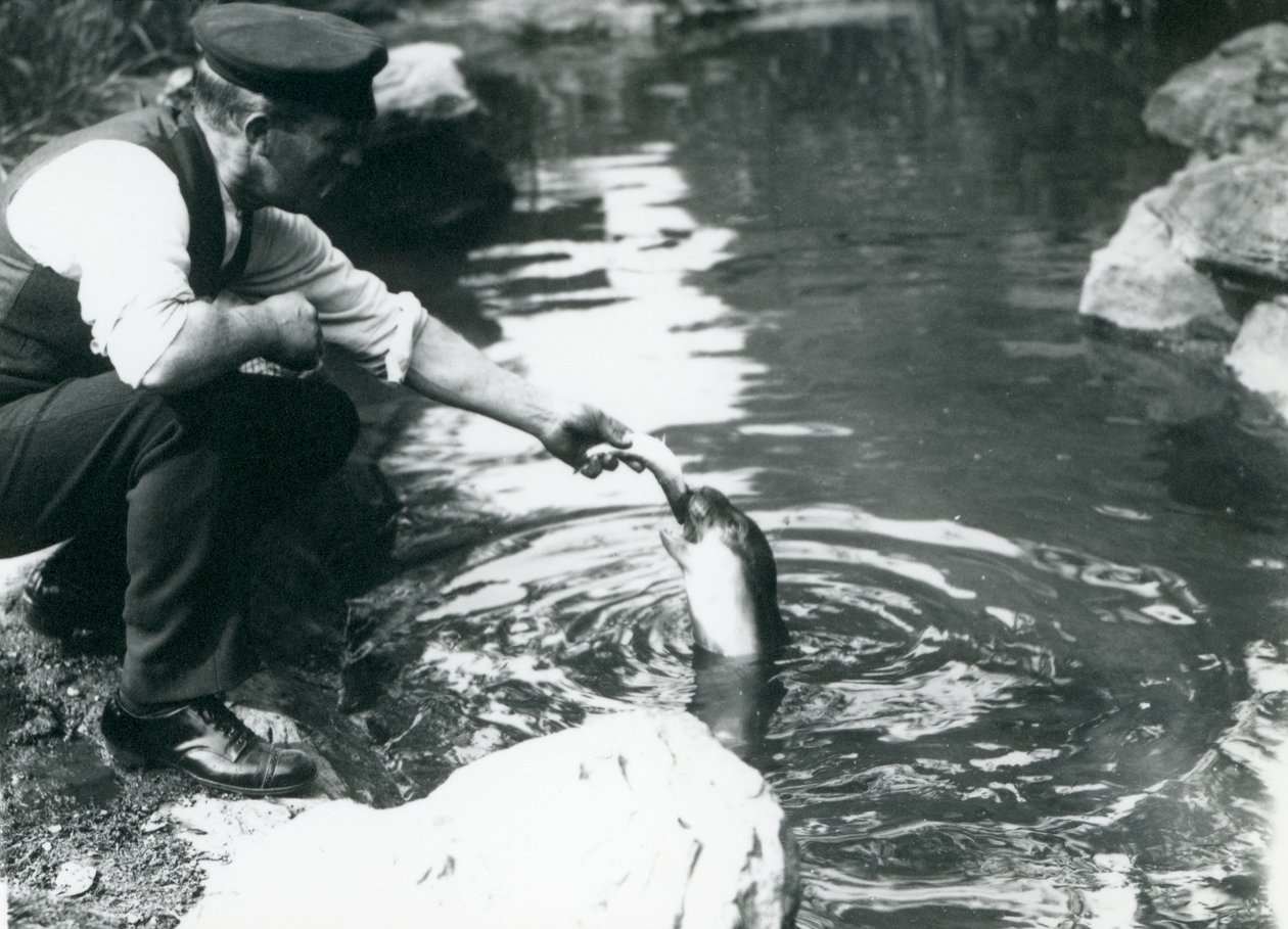 Un gardien nourrissant un jeune phoque à capuchon dans son bassin au zoo de Londres, juin 1914 - Frederick William Bond