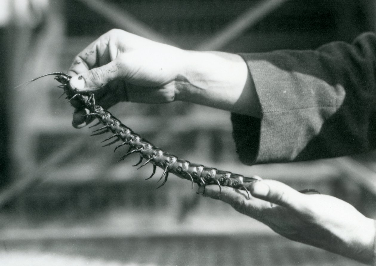 Un gardien tenant un mille-pattes géant dans ses mains, Zoo de Londres, 1927 - Frederick William Bond