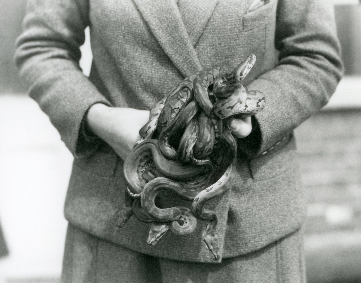 Un gardien tenant un nœud de jeunes pythons royaux au Zoo de Londres en 1931 - Frederick William Bond