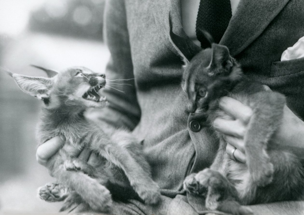 Un gardien tenant une paire de chatons caracals sur ses genoux, Zoo de Londres - Frederick William Bond