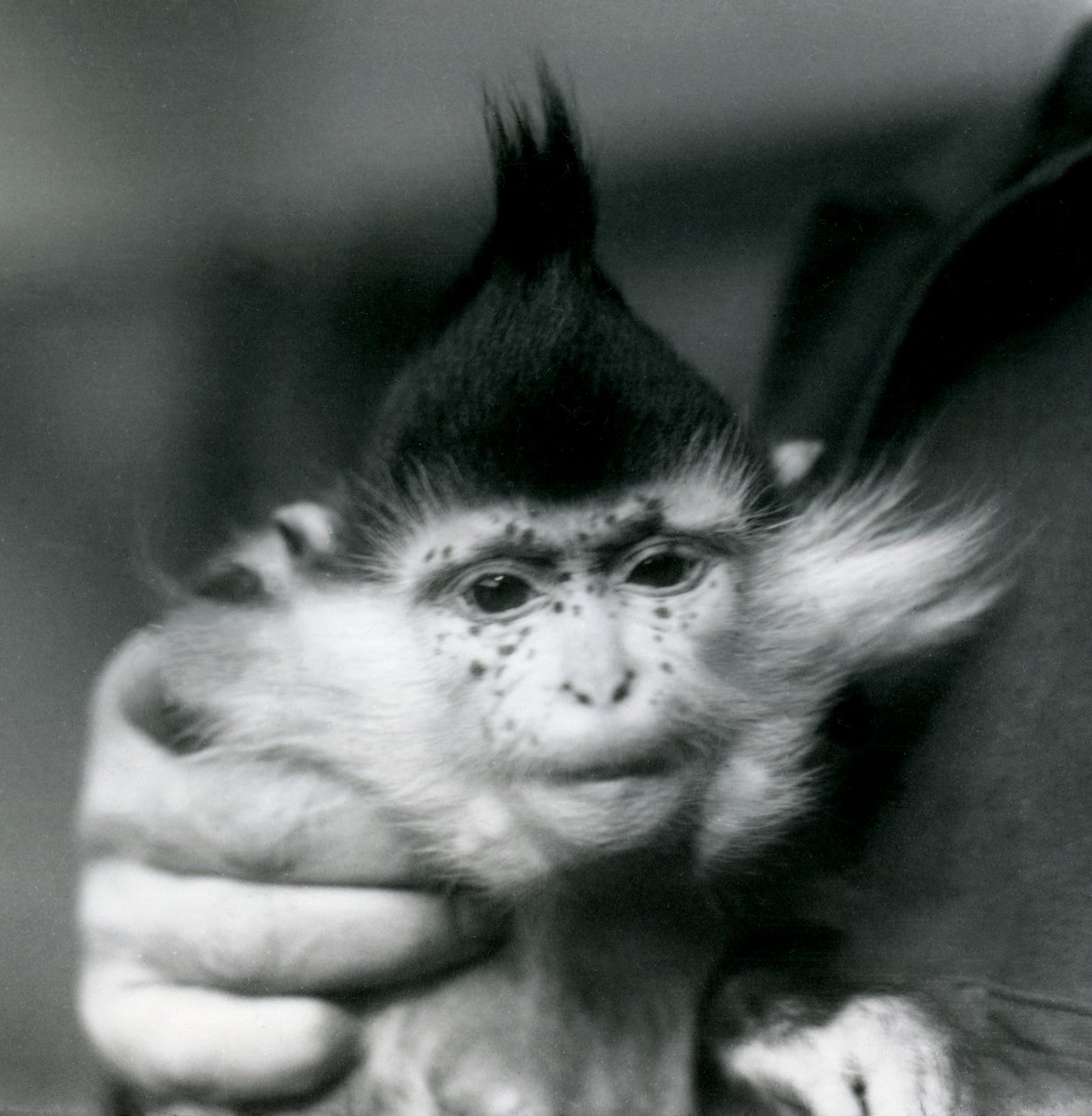 Un gardien tient Freckles, un Mangabey à crête noire ou du Congo, Zoo de Londres, 1924 - Frederick William Bond