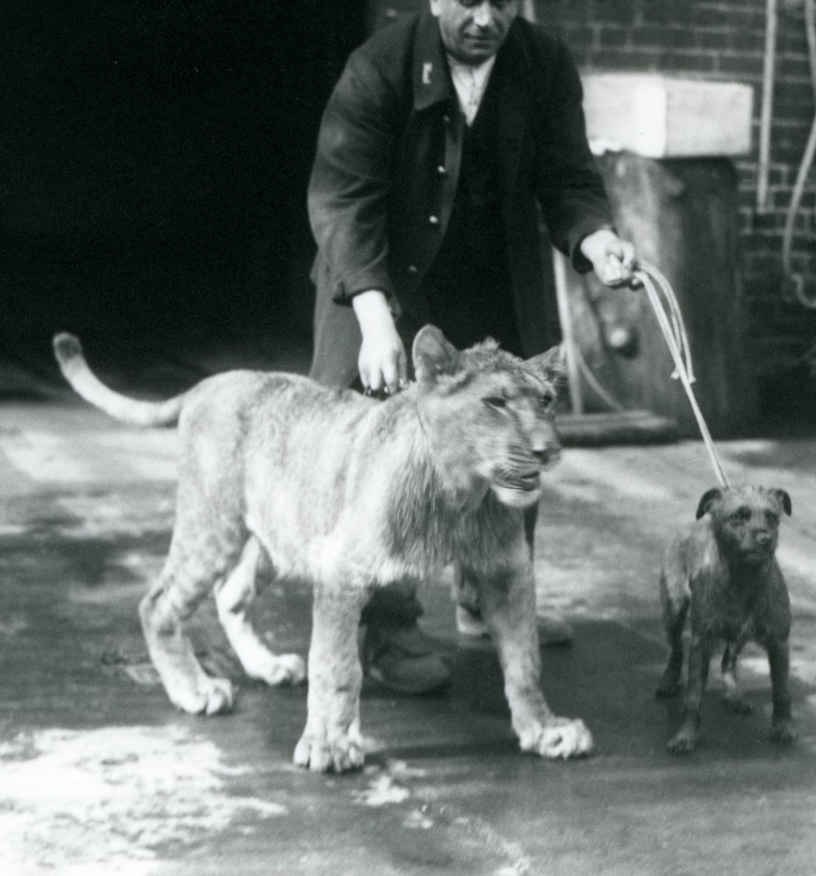 Un gardien promenant un chien et un jeune lion, zoo de Londres, août 1925 (photo n/b) - Frederick William Bond
