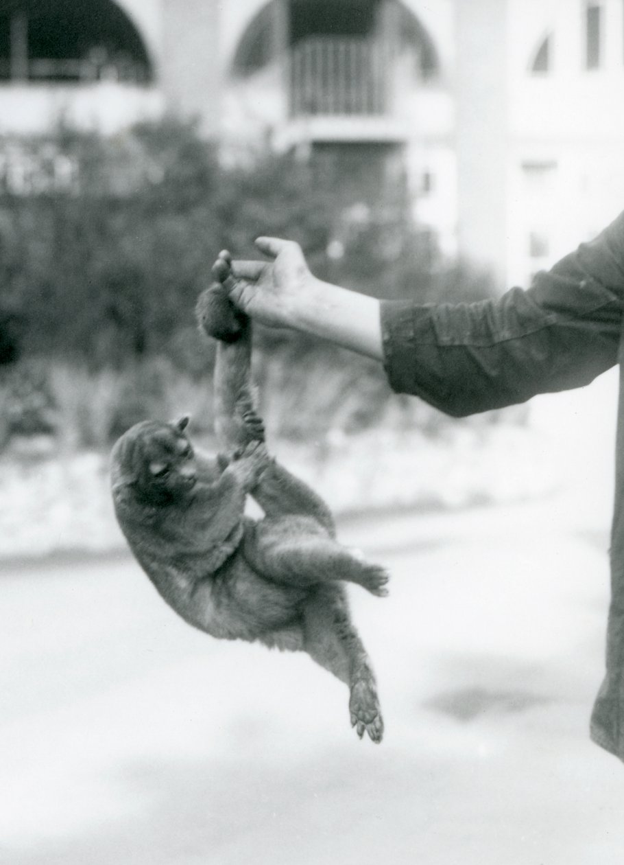 Un kinkajou suspendu au doigt d