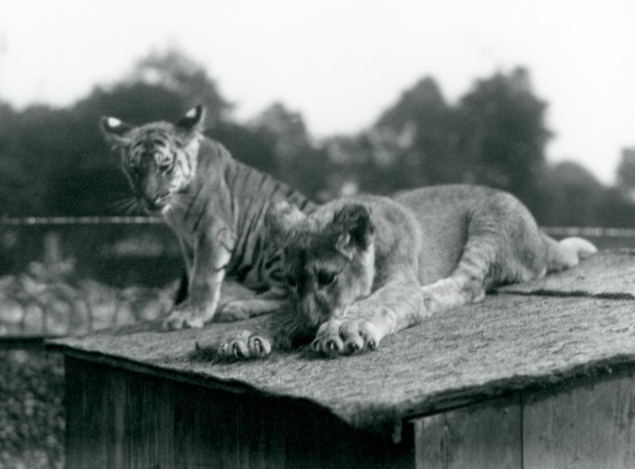 Un lionceau et un tigreau assis ensemble sur le toit de leur tanière, Zoo de Londres, septembre 1925 (photo n/b) - Frederick William Bond