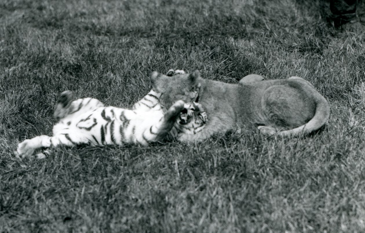 Un lionceau et un tigreau se battent sur l