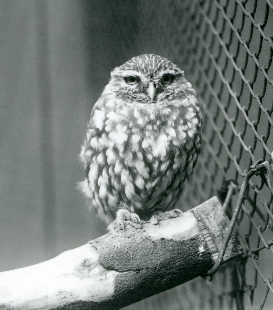 Une petite chouette perchée sur une branche à côté du grillage de son enclos, Zoo de Londres, novembre 1925 - Frederick William Bond