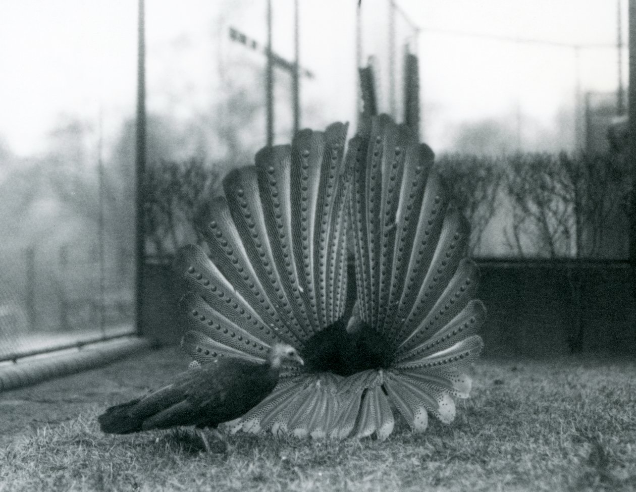 Un faisan Argus mâle en parade nuptiale, avec une femelle à côté de lui, Zoo de Londres, janvier 1926 - Frederick William Bond