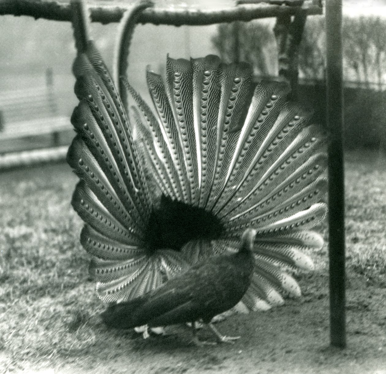 Un faisan Argus mâle en parade nuptiale, avec une femelle à côté de lui, Zoo de Londres, janvier 1926 - Frederick William Bond