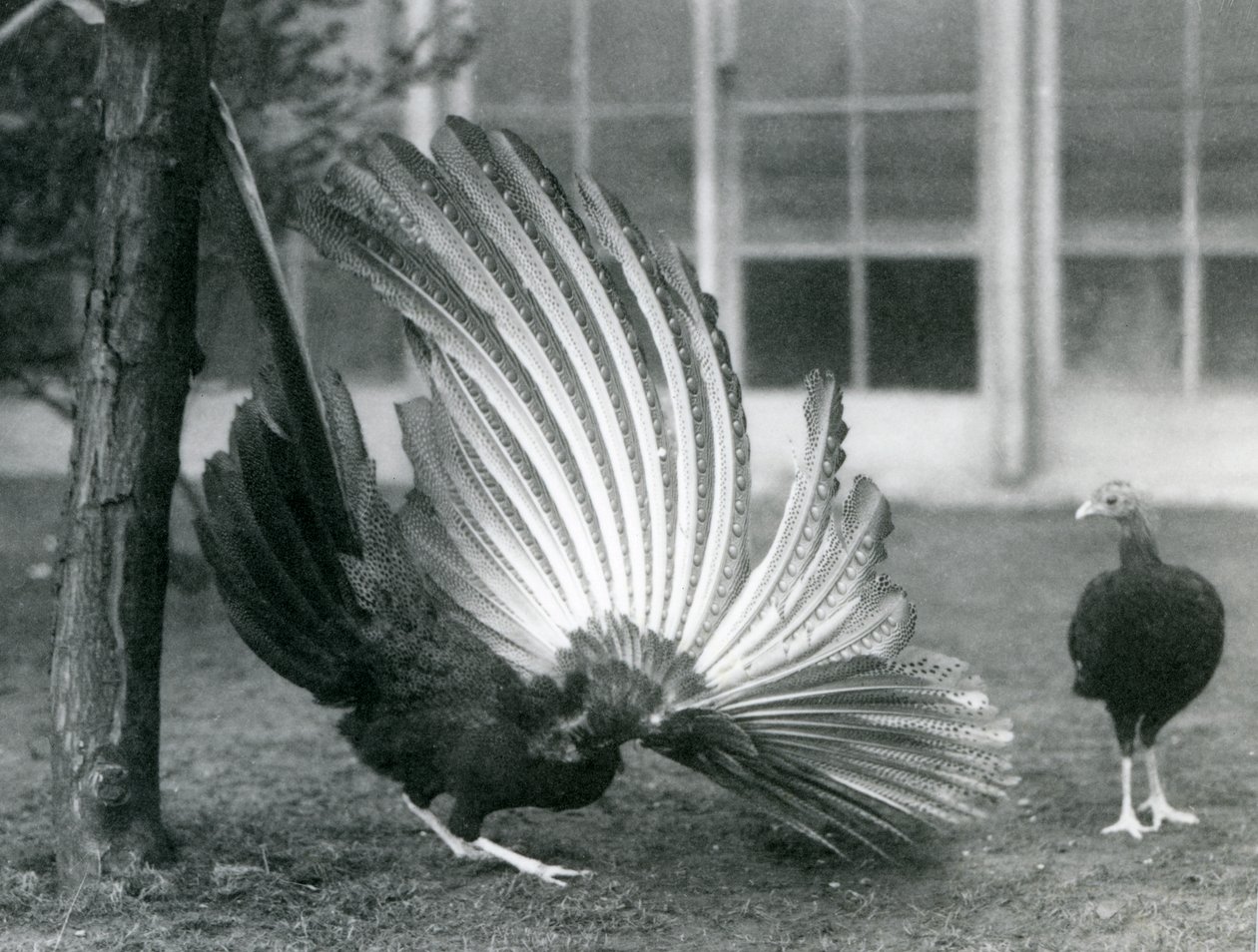 Un faisan argus mâle déployant ses plumes, une femelle devant lui, Zoo de Londres, janvier 1926 - Frederick William Bond