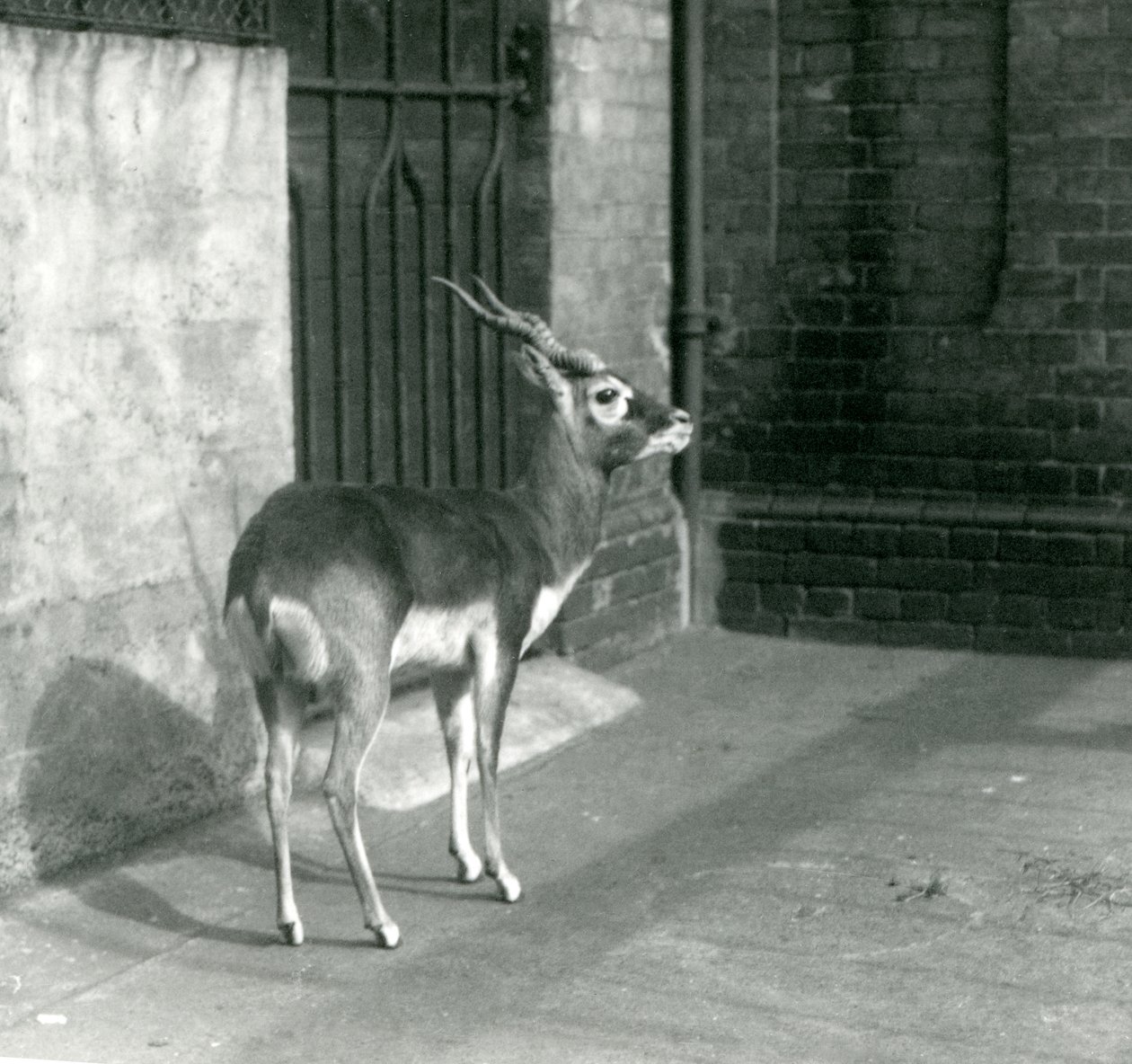 Un mâle blackbuck debout dans son enclos au Zoo de Londres en juin 1925 - Frederick William Bond