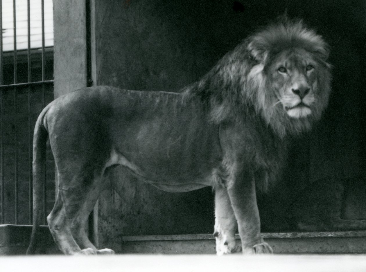 Un lion mâle au zoo de Londres, juin 1924 - Frederick William Bond