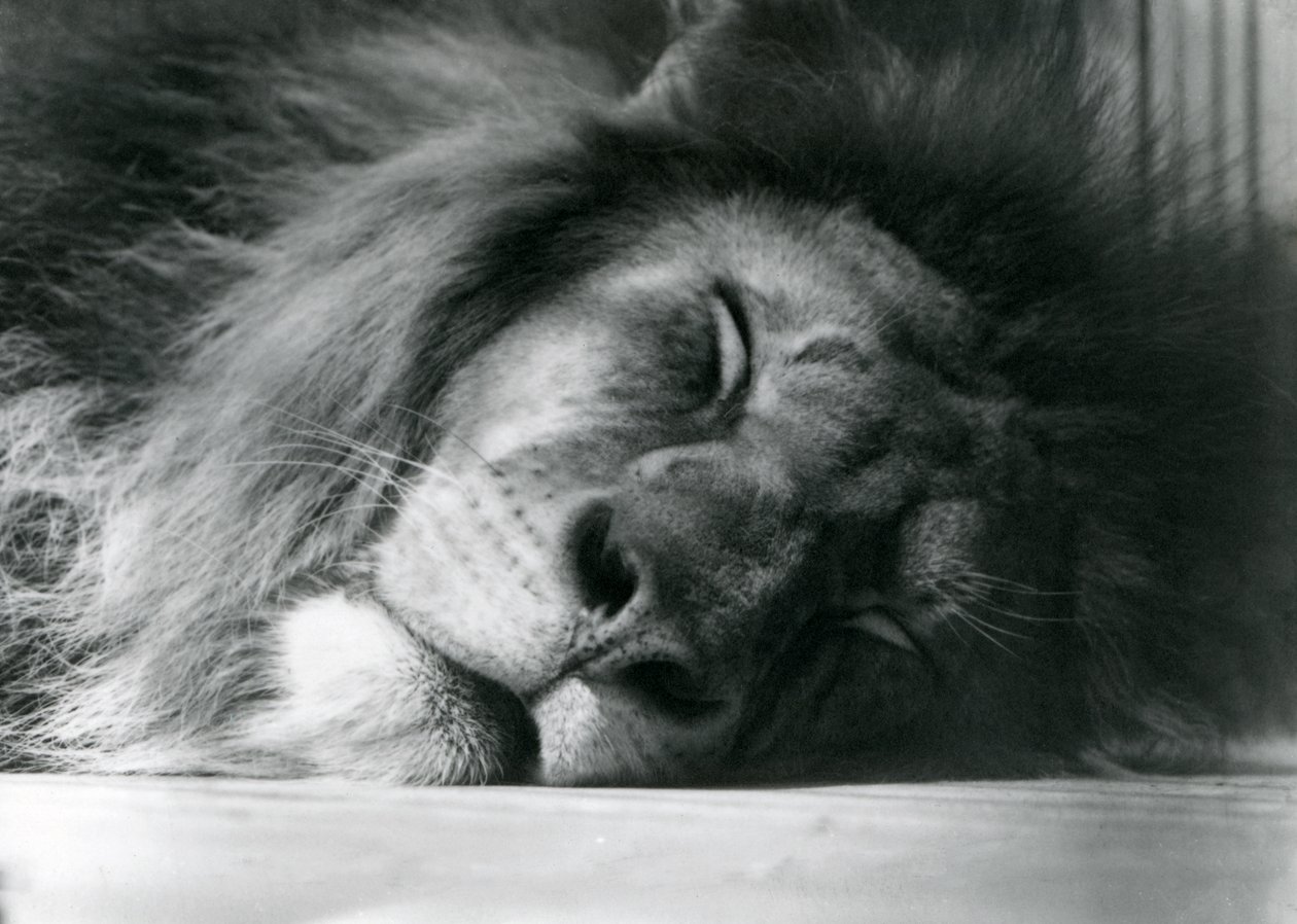 Un lion mâle dormant dans son enclos au zoo de Londres en 1924 - Frederick William Bond
