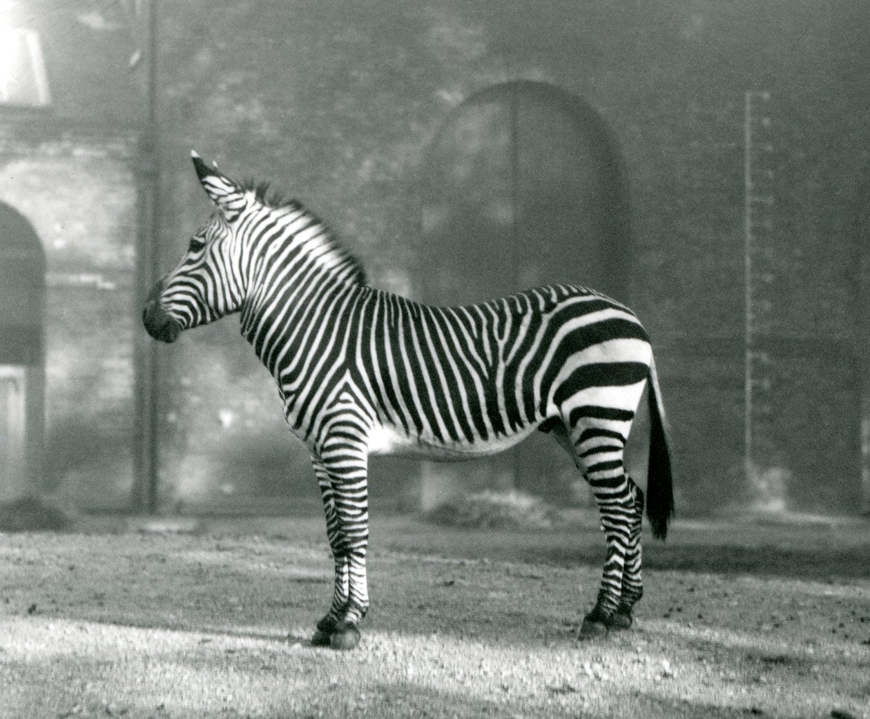 Un Zebre