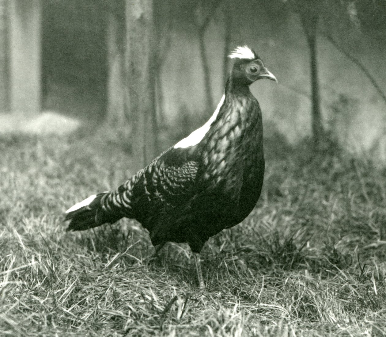 Un faisan de Swinhoe mâle au zoo de Londres, septembre 1923 - Frederick William Bond