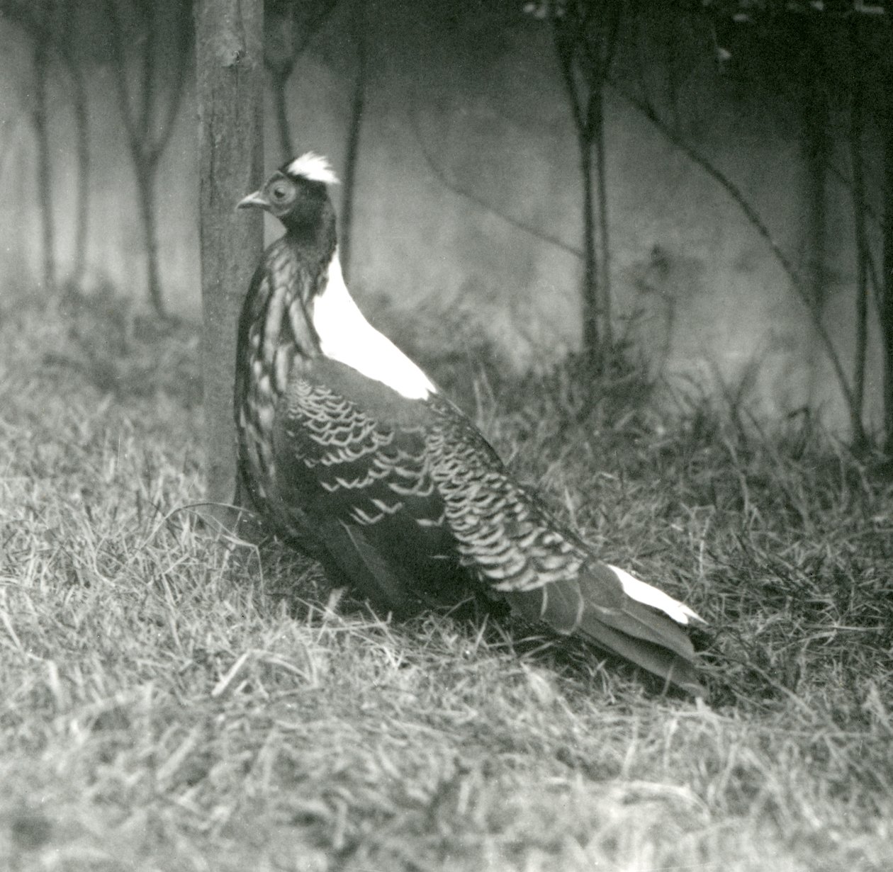 Un faisan de Swinhoe mâle au zoo de Londres, septembre 1923 - Frederick William Bond