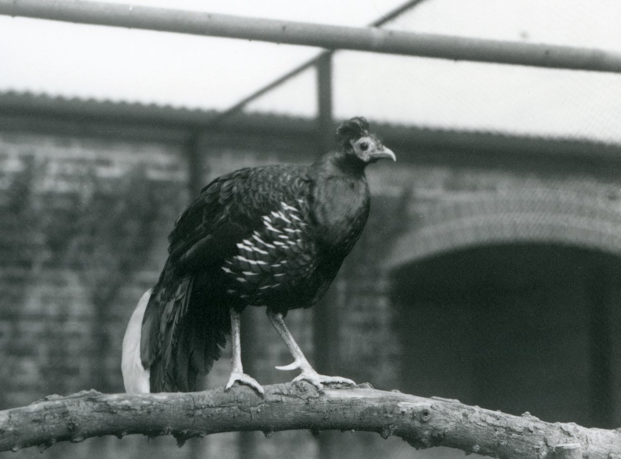 Un faisan à dos de feu de Vieillot mâle/de Crête de Feu debout sur une branche horizontale au Zoo de Londres en 1928 (photo n/b) - Frederick William Bond