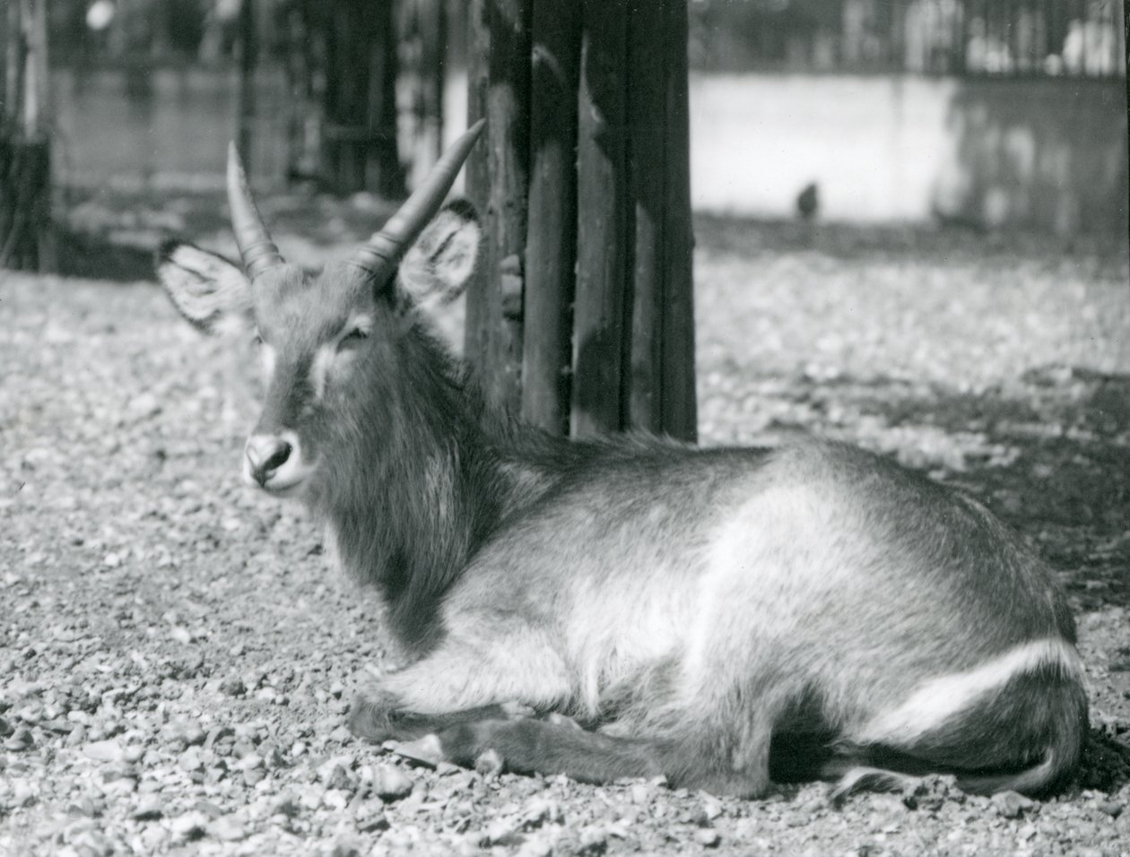 Un mâle cob à croissant, Kobus ellipsiprymnus, assis dans son enclos au Zoo de Londres, années 1920 - Frederick William Bond