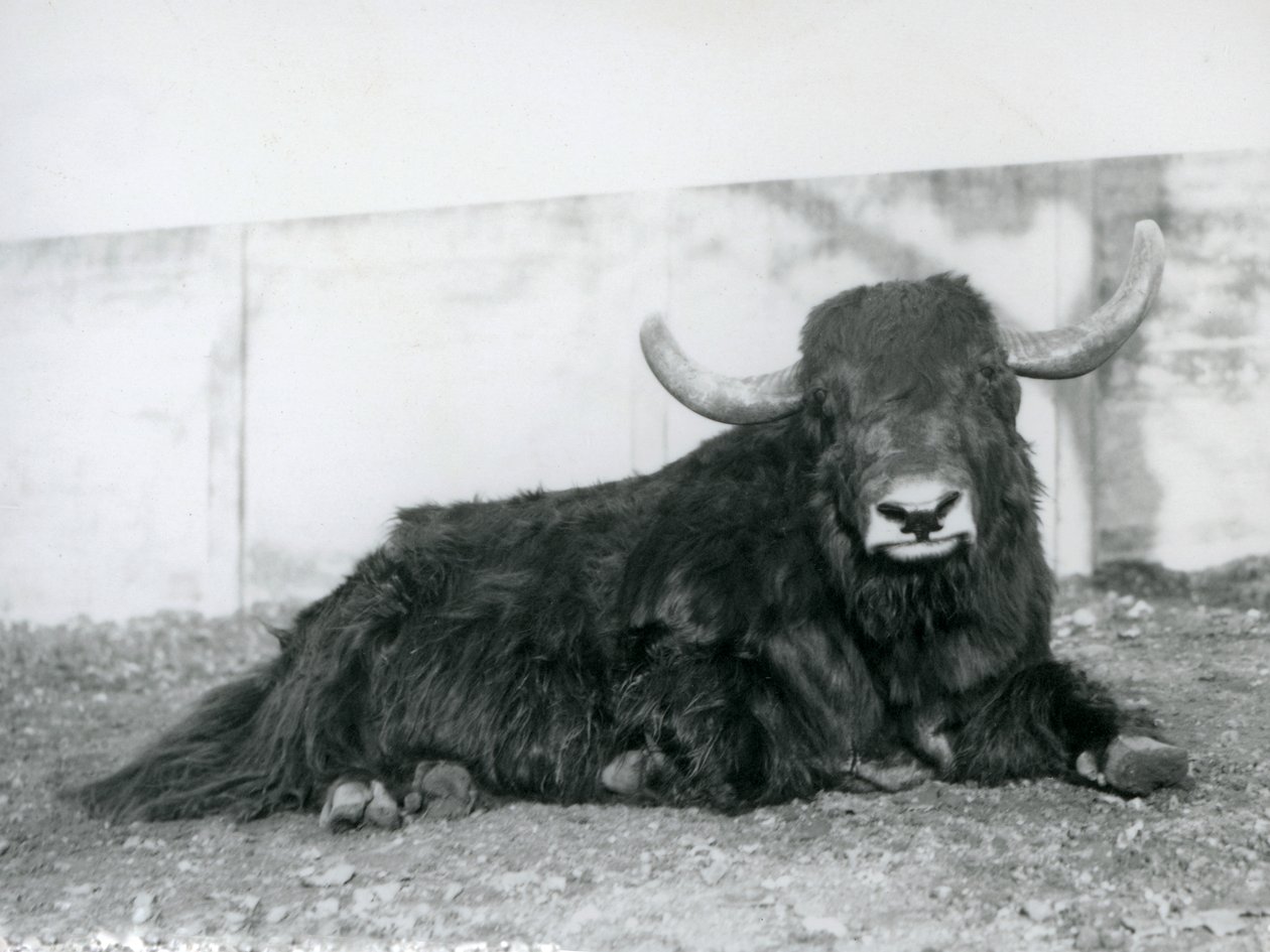 Un yak mâle couché dans son enclos au Zoo de Londres en 1928 (photo n/b) - Frederick William Bond