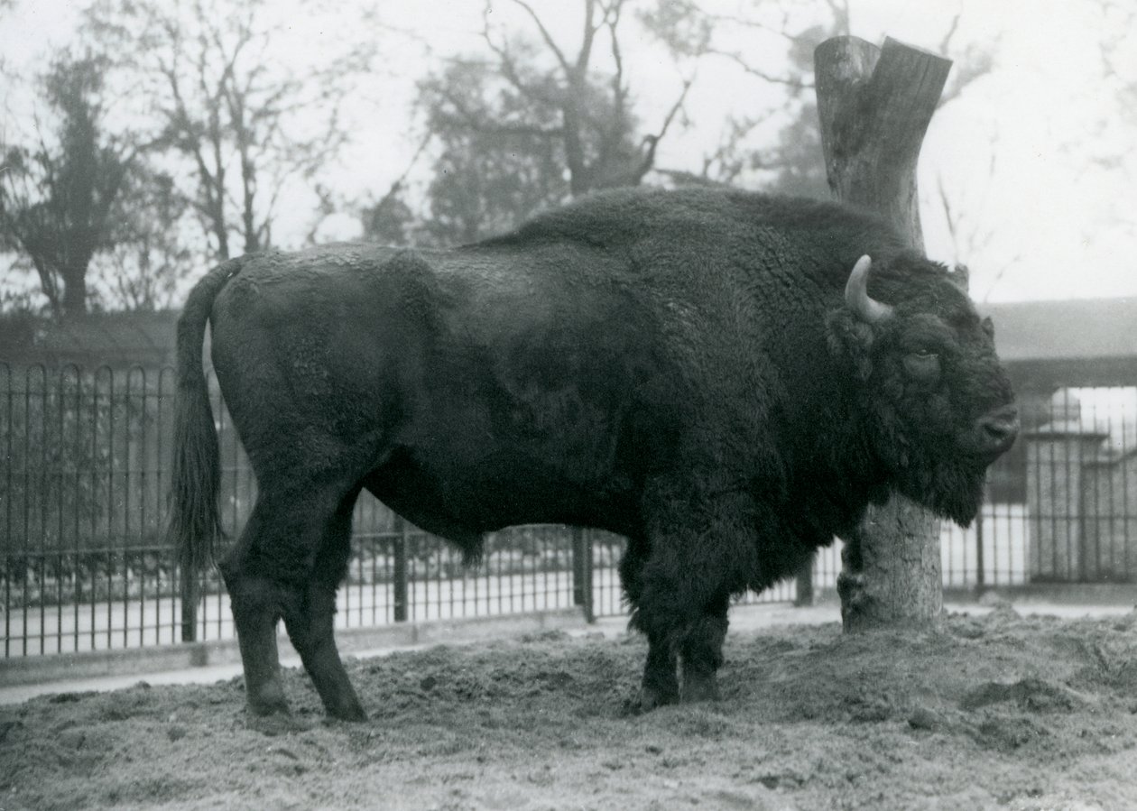 Un bison européen mâle debout sur l