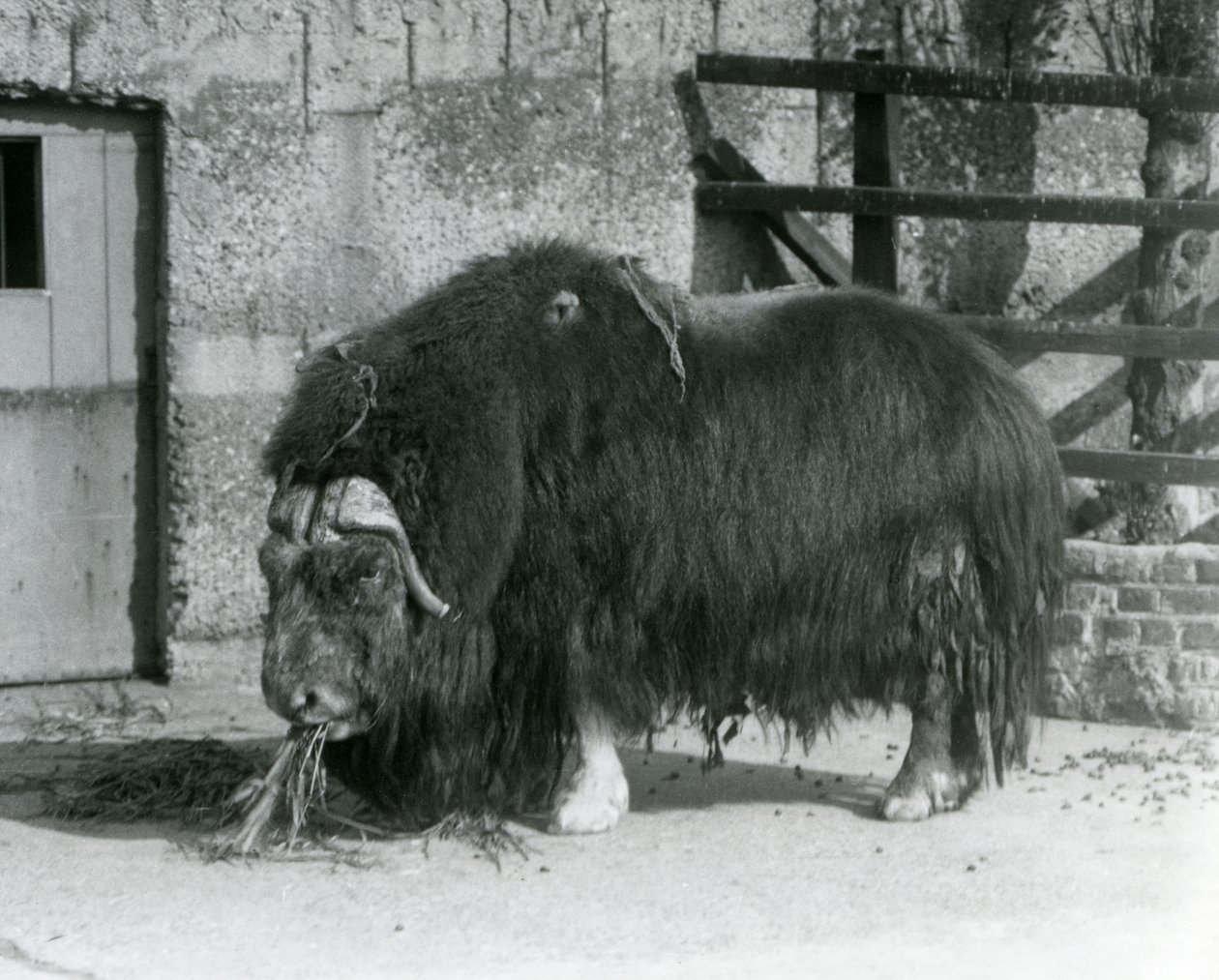 Un bœuf musqué mature, également orthographié Musk ox et Musk-ox, debout, mangeant dans son enclos au Zoo de Londres en 1931 (photo n/b) - Frederick William Bond