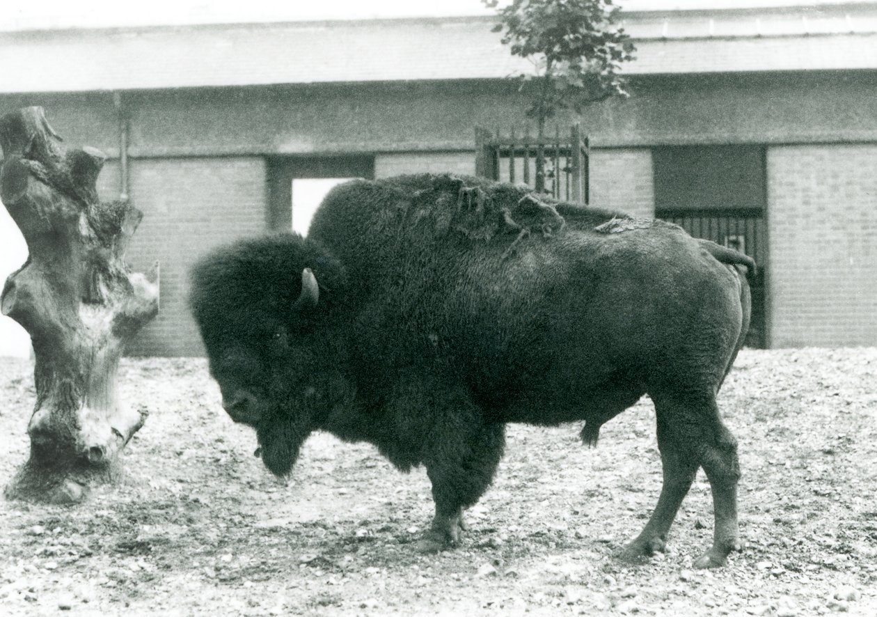 Un bison américain presque menacé debout dans son enclos, zoo de Londres, 1927 - Frederick William Bond