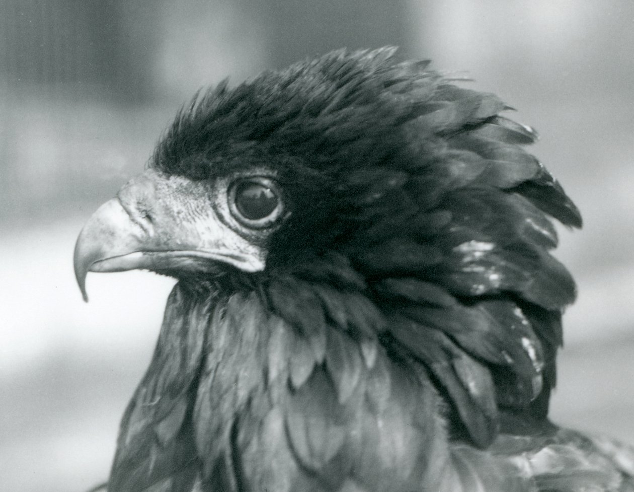 Un aigle bateleur menacé au zoo de Londres - Frederick William Bond