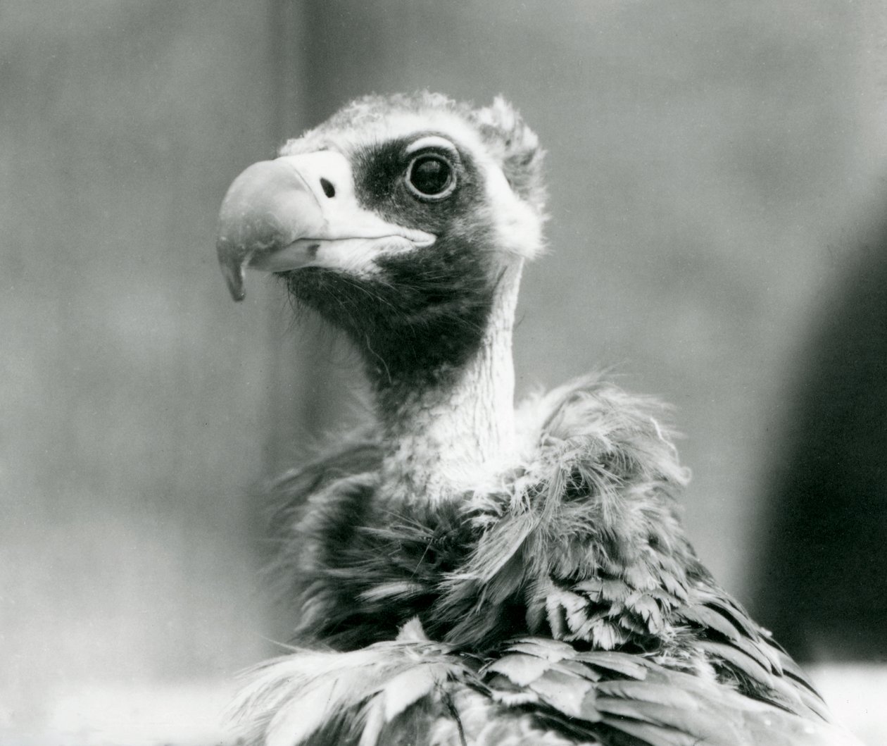 Un vautour moine menacé au zoo de Londres - Frederick William Bond