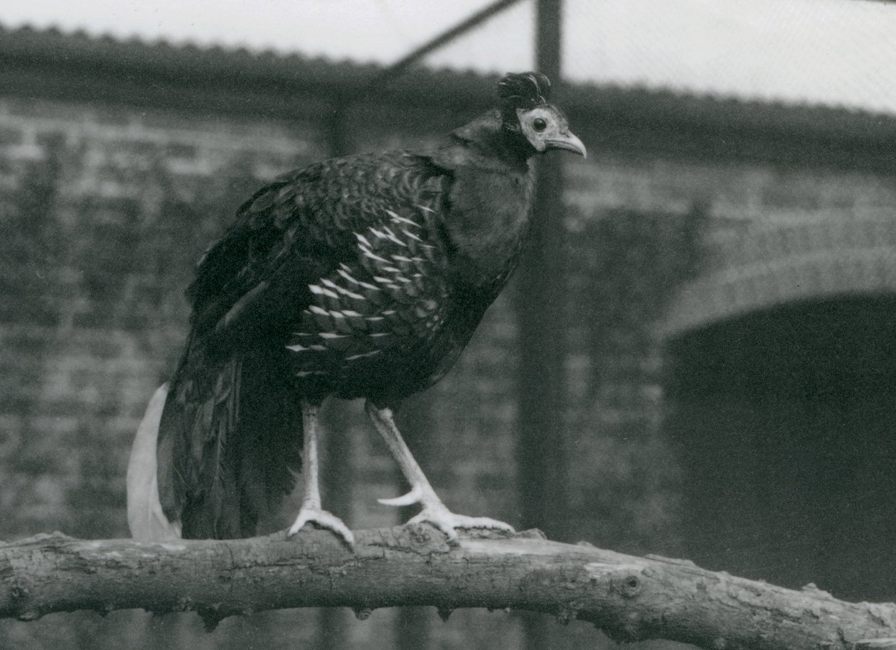 Un faisan de Vieillot menacé au zoo de Londres - Frederick William Bond